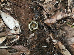 Anadenobolus monilicornis