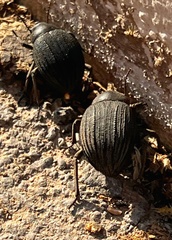 Pimelia intervallaris