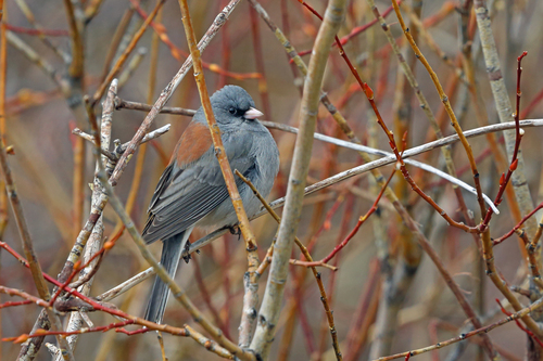 Gray-headed Junco photographed in Colorado
