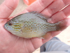 Lepomis aquilensis