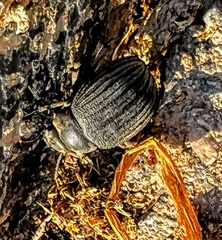 Pimelia intervallaris