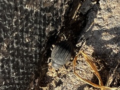 Pimelia intervallaris