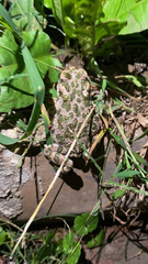 Bufotes viridis sitibundus