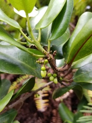Melicope oahuensis