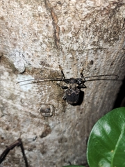 Polyrhaphis michaeli