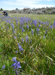 Camassia