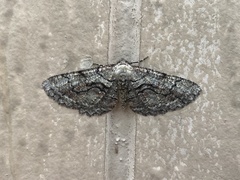 Cymatophora approximaria