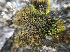 Lathagrium cristatum