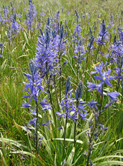 Camassia