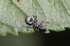 Cephalotes