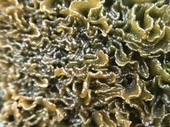 Lathagrium cristatum