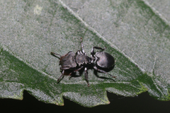 Cephalotes