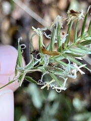 Diaea ambara