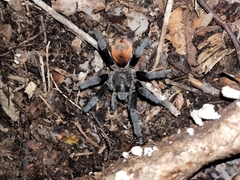 Tliltocatl epicureanus