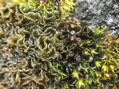 Lathagrium cristatum