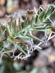 Diaea ambara
