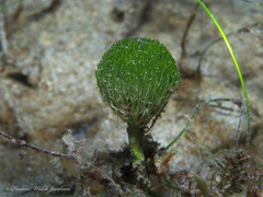 Penicillus dumetosus