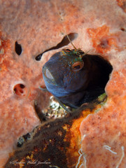 Parablennius marmoreus