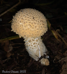 Cercopemyces crocodilinus