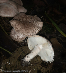 Cystolepiota pulverulenta