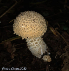 Cercopemyces crocodilinus