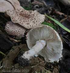 Cystolepiota pulverulenta