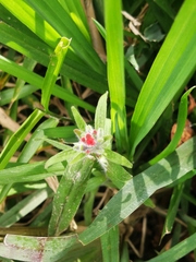 Castilleja arvensis arvensis