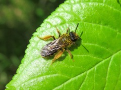 Andrena fulvago