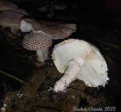 Cystolepiota pulverulenta