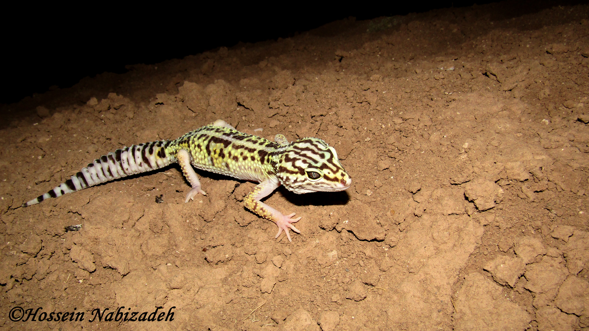 Iranian Fat-tailed Gecko (Eublepharis angramainyu) · iNaturalist United  Kingdom