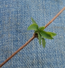 Lonicera villosa