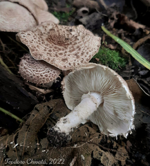 Cystolepiota pulverulenta
