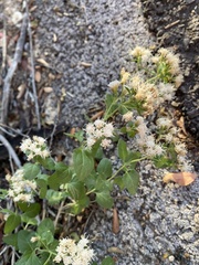 Ageratina herbacea