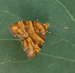 Choreutis