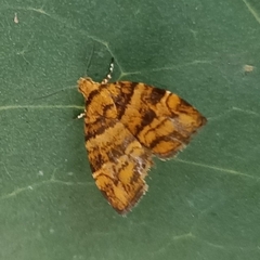 Choreutis