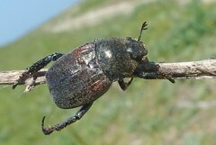 Hoplia