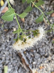 Ageratina herbacea