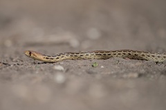 Pituophis catenifer pumilus