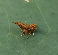 Choreutis