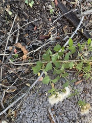 Ageratina herbacea