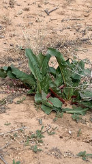 Rumex hymenosepalus