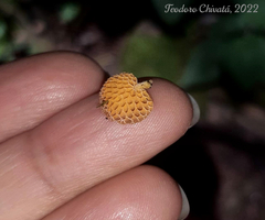 Favolaschia calocera
