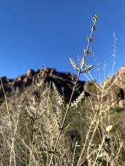 Aloysia