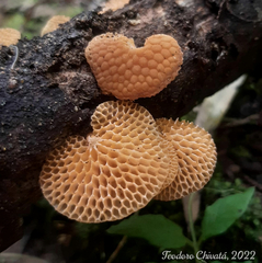 Favolaschia calocera