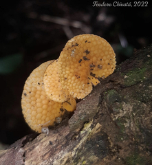 Favolaschia calocera