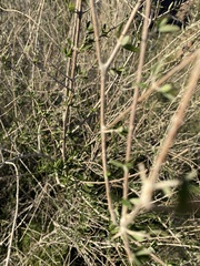 Aloysia