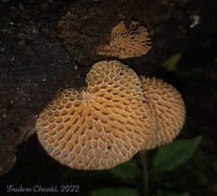 Favolaschia calocera