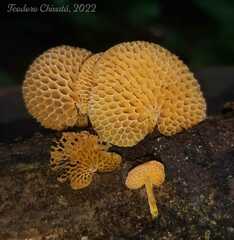 Favolaschia calocera
