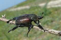 Hoplia