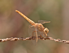 Crocothemis erythraea